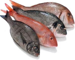 fihes
